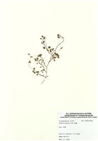 藏品(繁縷)的圖片